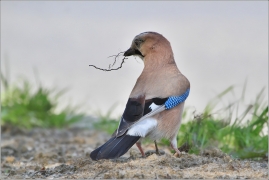 <p>SOJKA OBECNÁ (Garrulus glandarius) /Eurasian jay - Eichelhäher/</p>